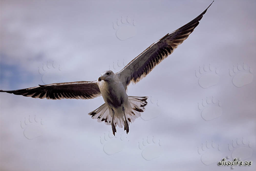Hábiles cazadores: gaviotas dominicanas en acción