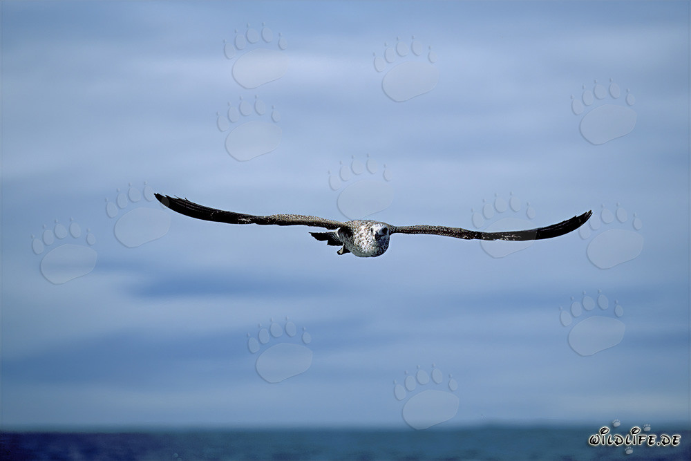 Fascinating shot of a young Kelp gull in flight