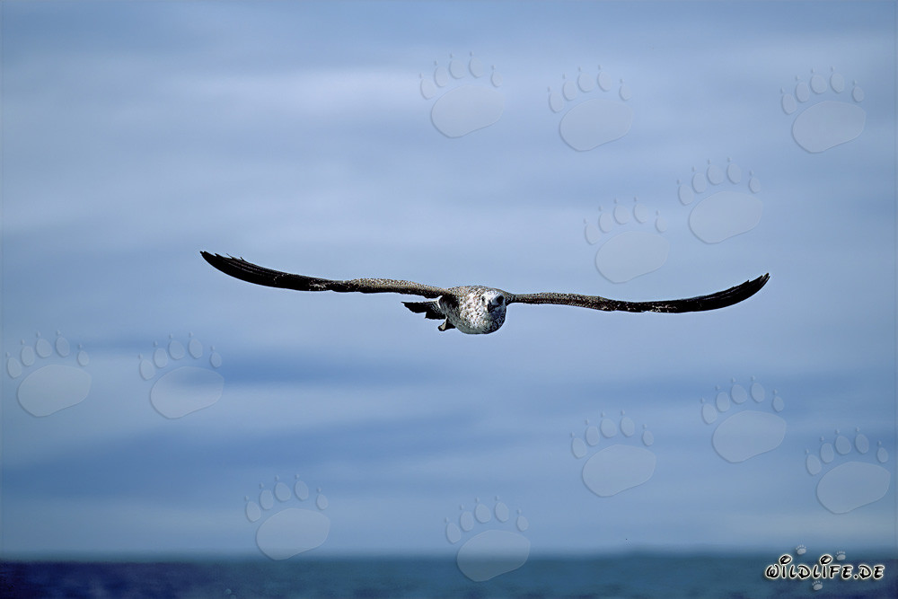 Affascinante scatto di un giovane gabbiano dominicano in volo