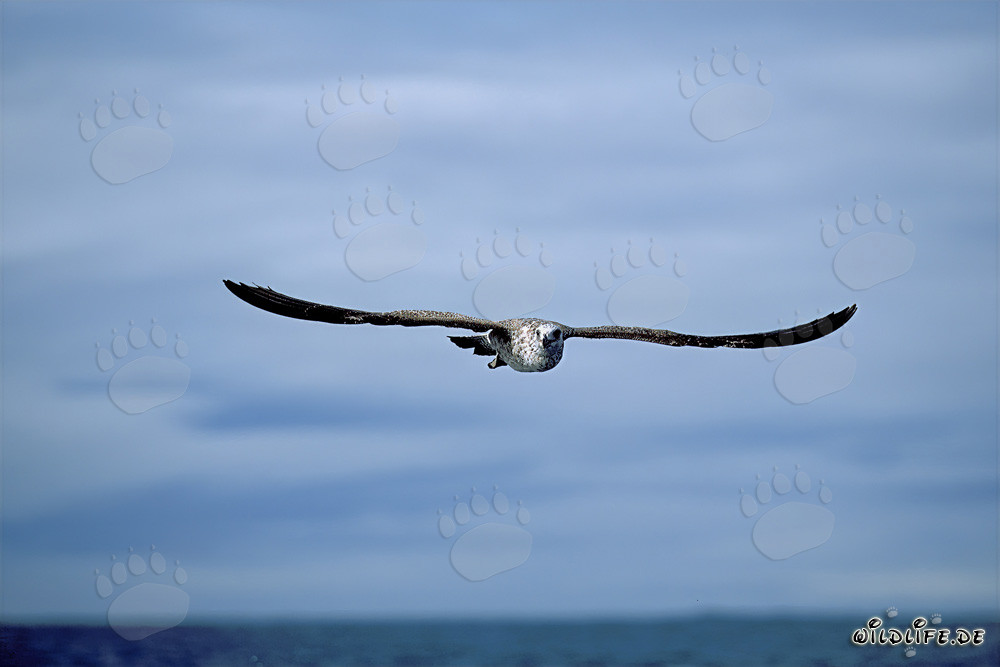 Capture fascinante d'un jeune goéland dominicain en vol