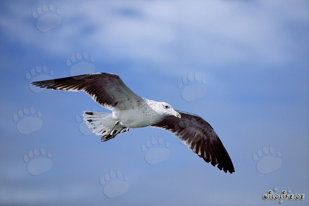 Gracefully flying young Kelp gull (Larus dominicanus)