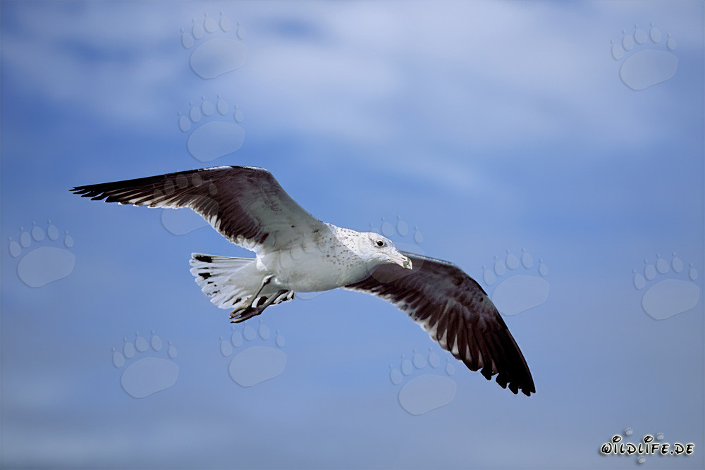 Joven gaviota dominicana volando con gracia