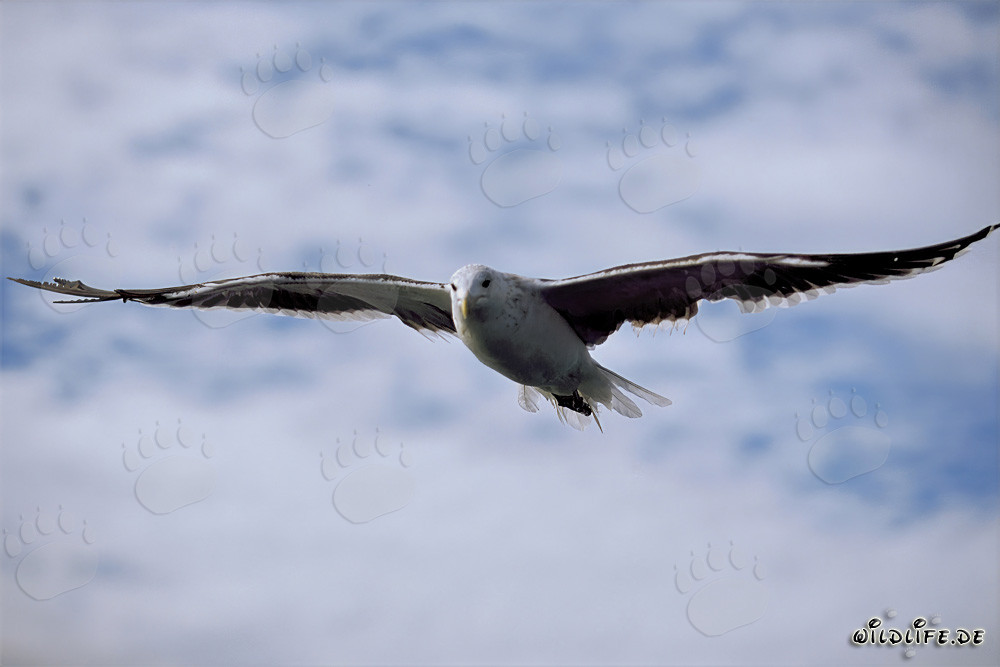 Gaviota dominicana graciosa planeando sobre el mar brillante