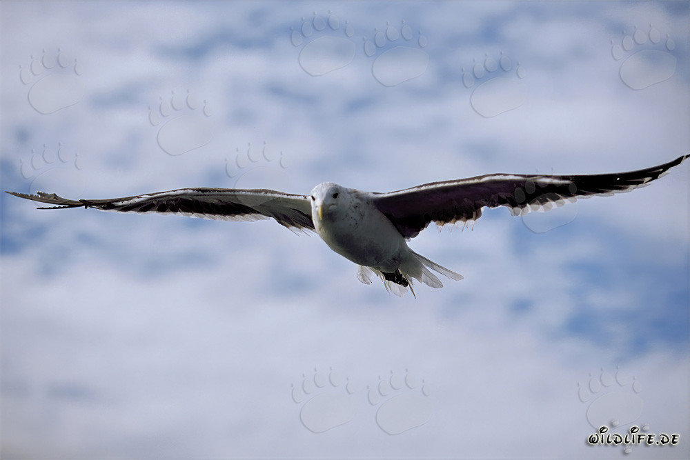 Graceful gabbiano dominicano plana sopra il mare scintillante