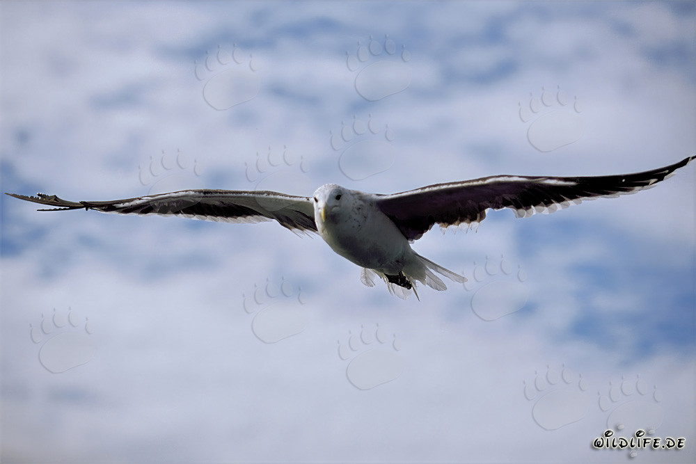 Graceful Kelp Gull Gliding Over the Sparkling Sea