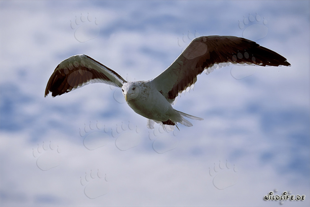 Elegante Dominikanermöwe im Flug über der antarktischen Halbinsel