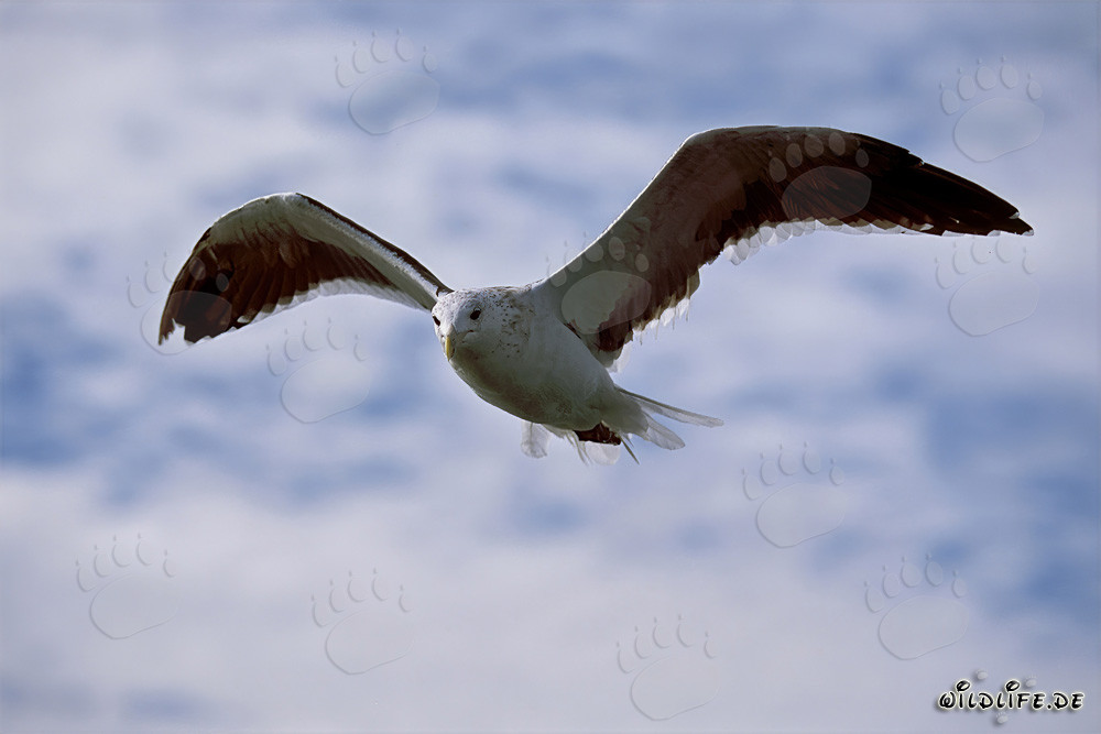 Elegante gabbiano dominicano in volo sopra la penisola antartica