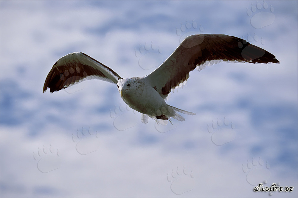 Elegante gaviota dominicana volando sobre la península antártica
