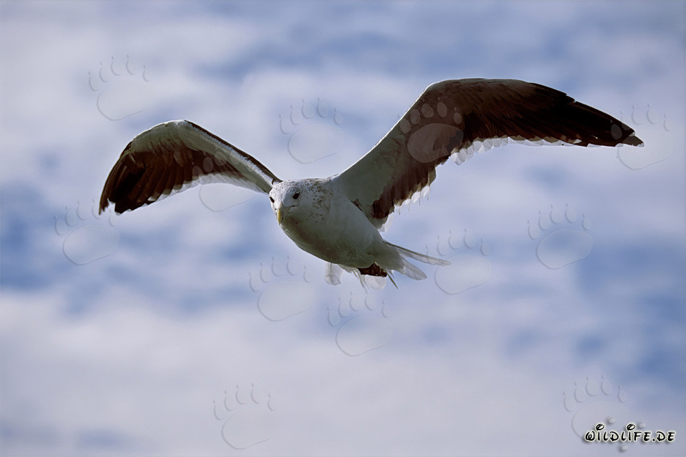 Graceful Kelp Gull soaring over the Antarctic Peninsula