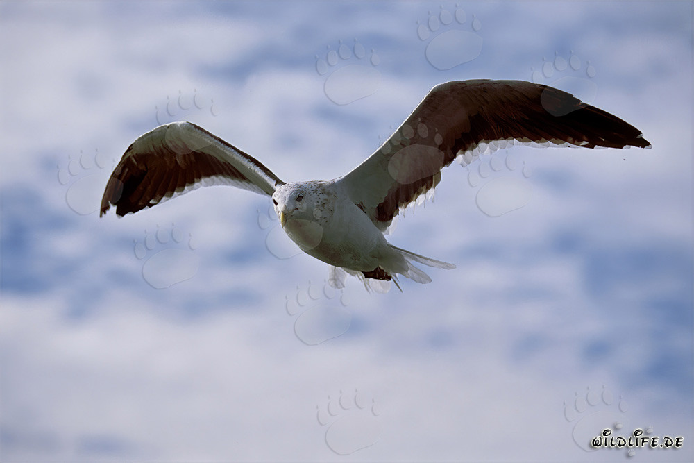 Mouette dominicaine élégante en vol au-dessus de la péninsule antarctique