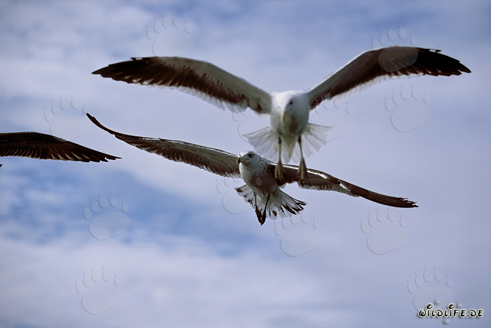 Elegantes gaviotas dominicanas frente a dramáticas nubes blancas