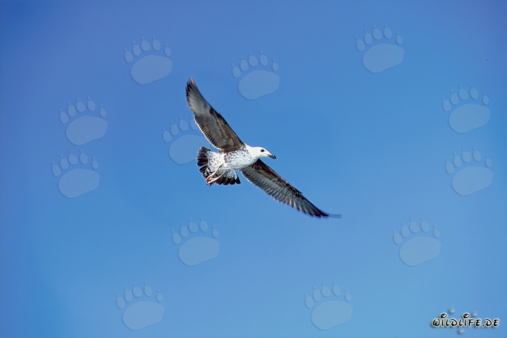 Elegant Flying Young Kelp Gull (Larus dominicanus) above the Sea