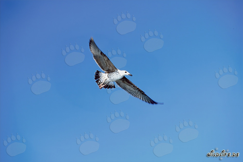 Elegante joven gaviota dominicana volando sobre las olas del mar