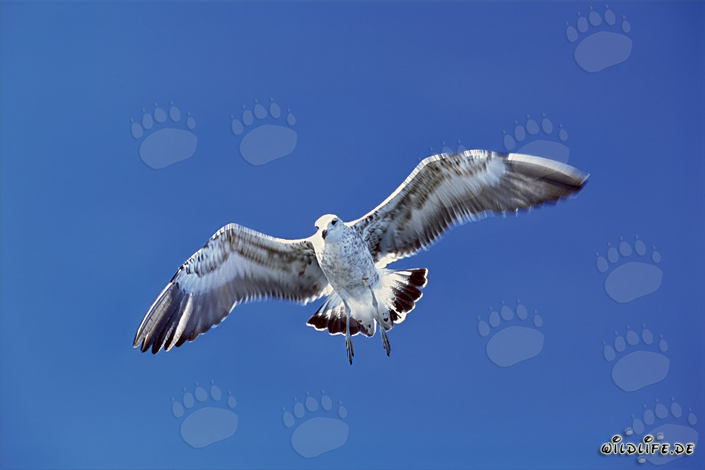 Jeune mouette dominicaine fascinante en plein vol