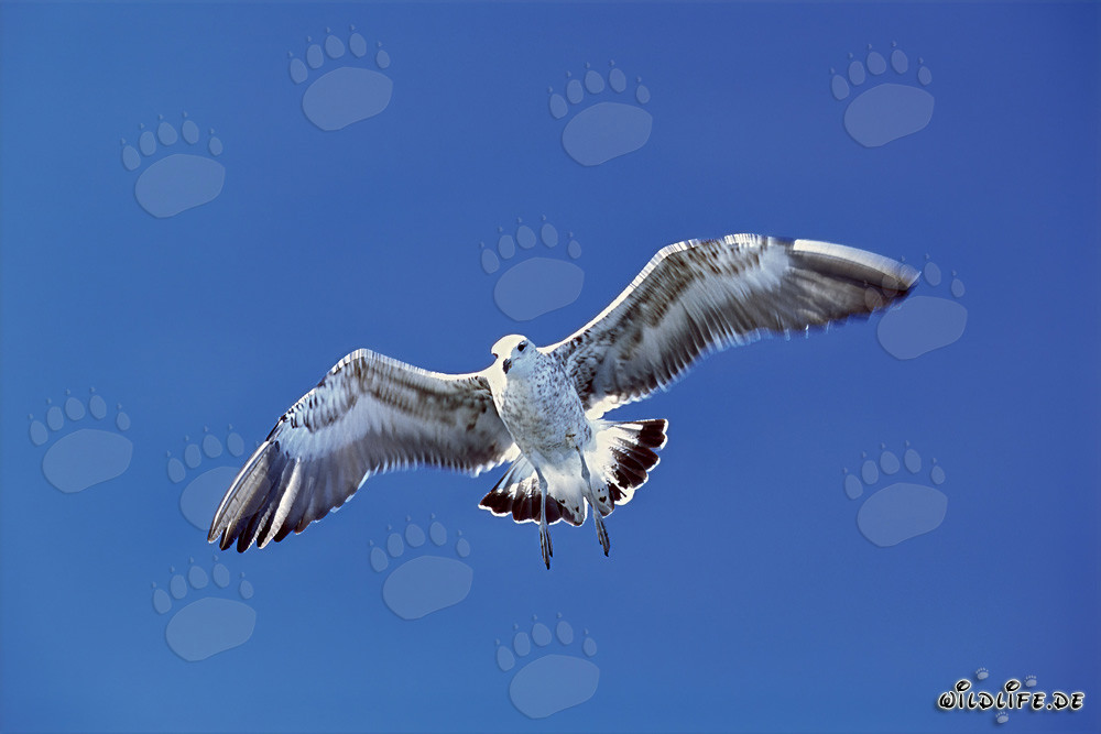 Fascinating young Kelp gull soaring through the air