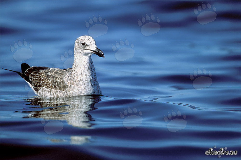 Jeune mouette dominicaine nageant