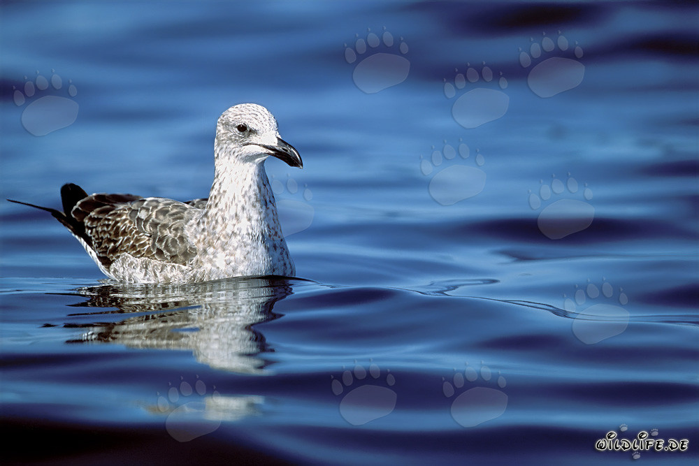 Young Kelp gull swimming