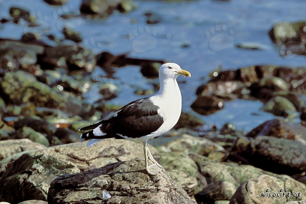 Mouette dominicaine fascinante sur une plage rocheuse pittoresque en Afrique du Sud