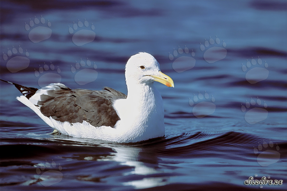 Gaviota dominicana graciosa nada majestuosamente en el mar azul profundo