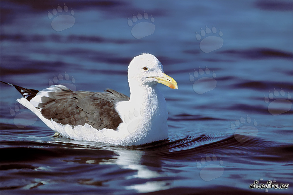 Graceful Kelp Gull swims majestically on the deep blue sea