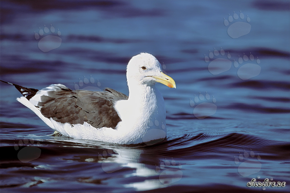 Mouette dominicaine gracieuse nage majestueusement sur la mer bleu profond