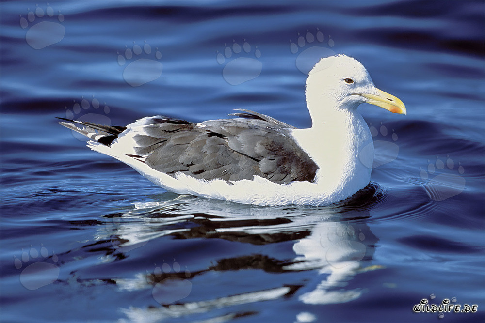 Dominikanermöwe beim Schwimmen auf Dyer Island, Südafrika