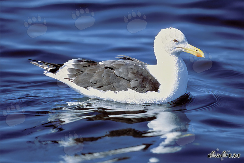 Gaviota dominicana nadando en Dyer Island, Sudáfrica