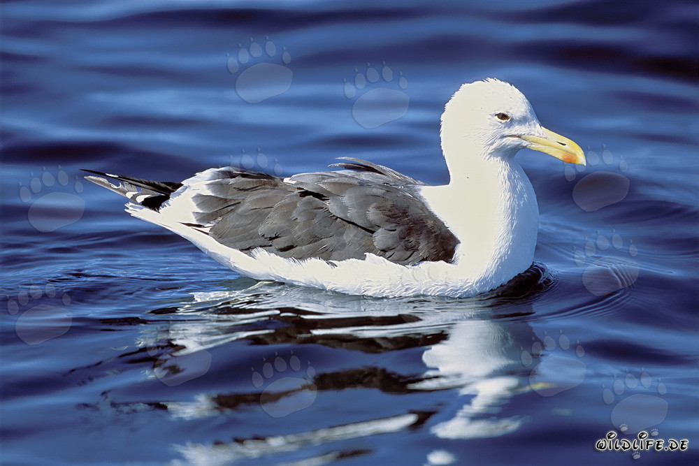 Mouette dominicaine nageant à Dyer Island, Afrique du Sud