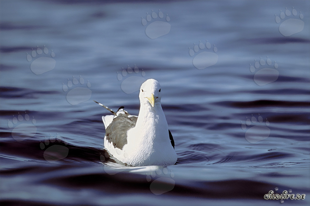 Acercamiento de un cormorán dominicano nadando frontalmente