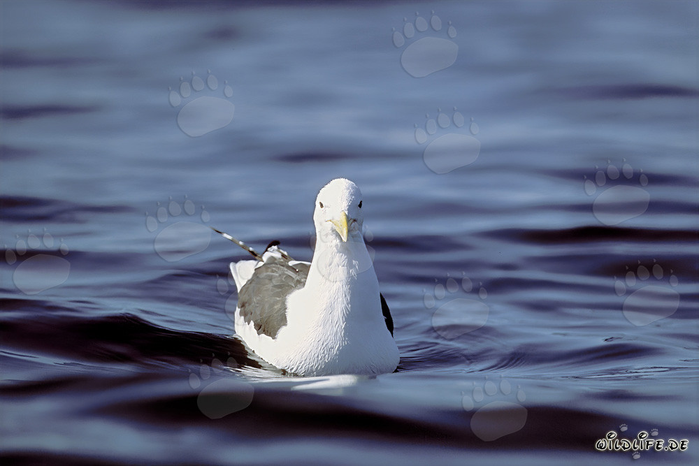 Nahaufnahme einer frontal anschwimmenden Dominikanermöwe
