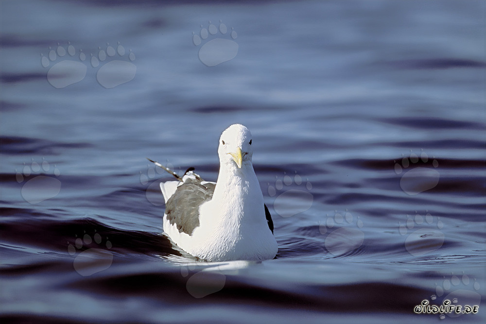 Un grand cormoran frontal en approche