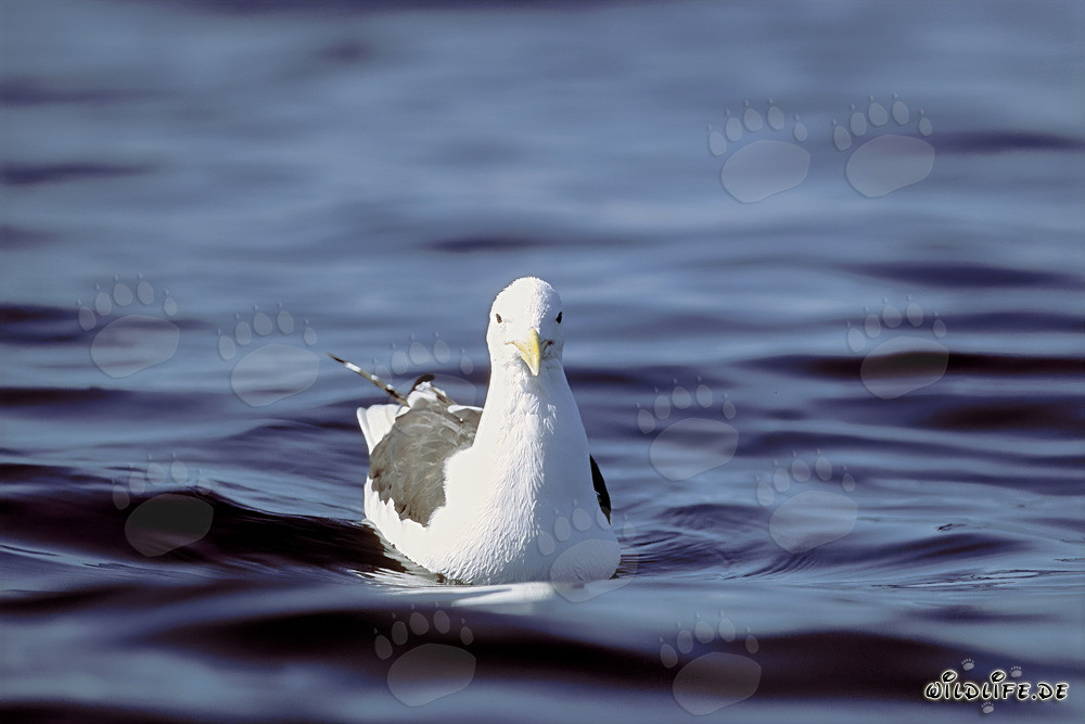 Close-up of a frontal swimming Kelp gull (Larus dominicanus)