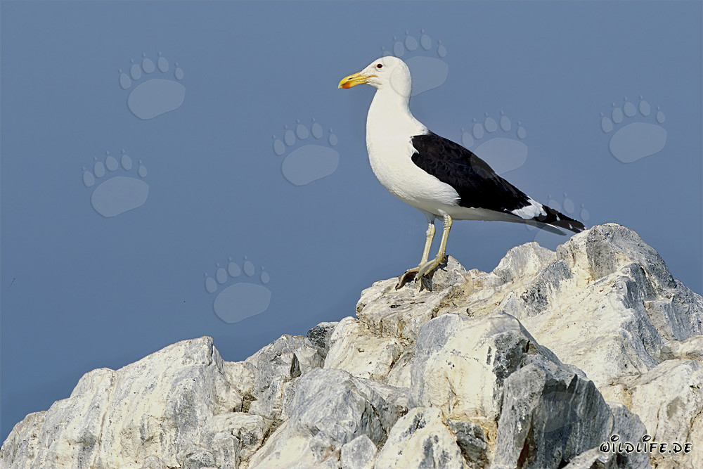 Dominikanermöwe beobachtet das weite Meer