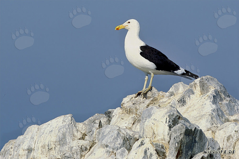 Gabbiano dominicano osserva il vasto mare