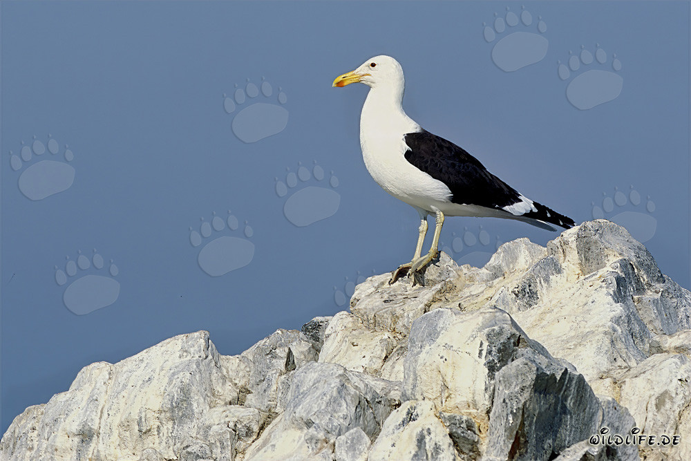 Gaviota dominicana observando el vasto mar