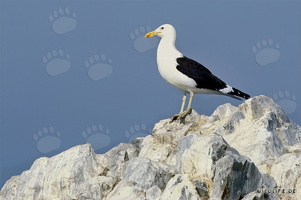 Goéland dominicain observant la vaste mer