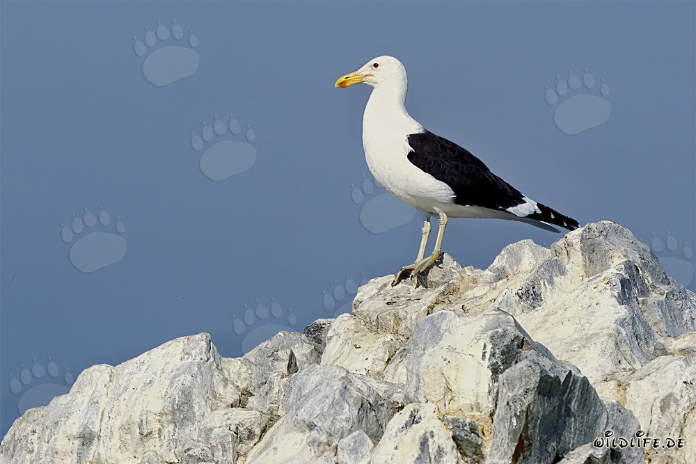 Kelp gull gazes at the vast sea