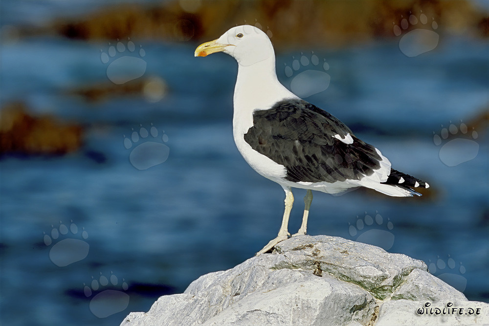 Gaviota dominicana observando el mar en la isla de Dyer, Sudáfrica