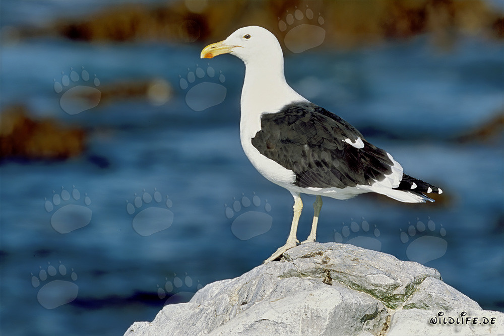 Kelp gull observing the sea on Dyer Island, South Africa