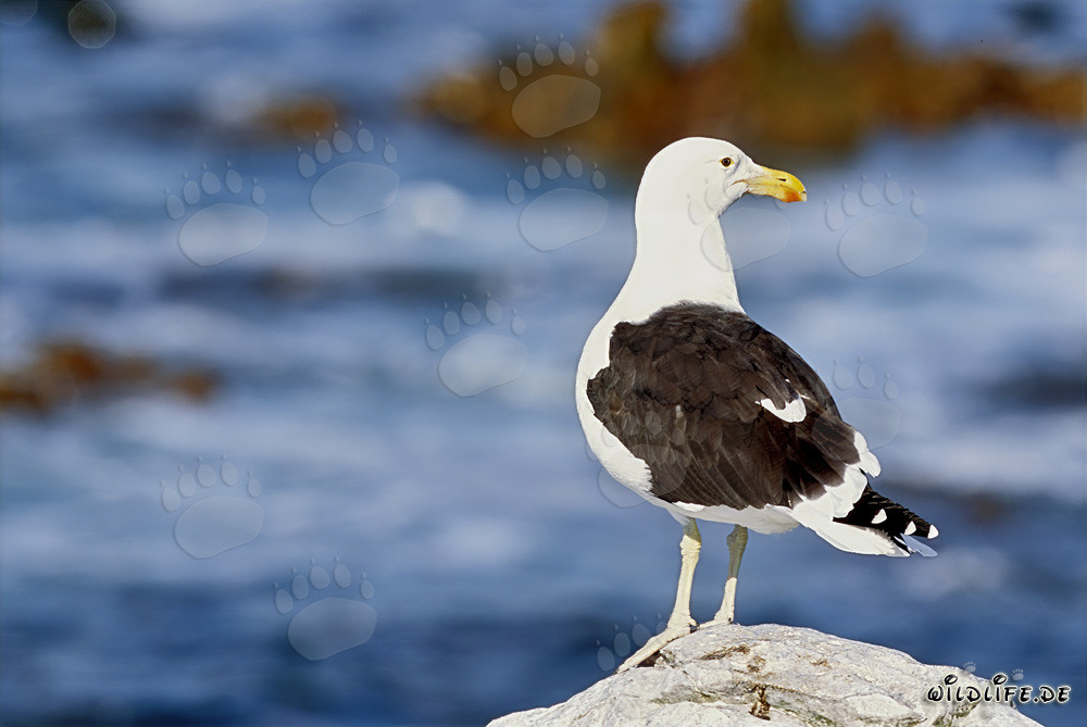 Imponente gaviota dominicana en una roca en Western Cape, Sudáfrica