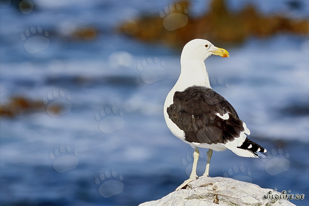 Majestic Kelp Gull perched on a rock in Western Cape, South Africa