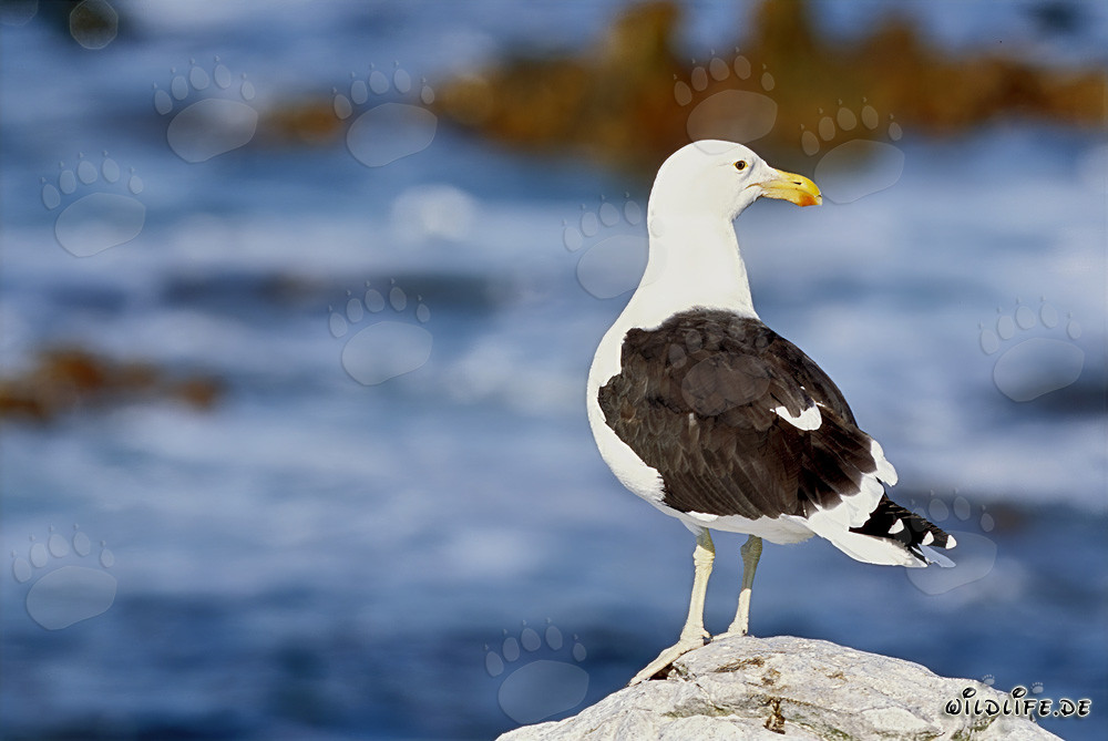 Mouette dominicaine majestueuse sur un rocher au Cap-Occidental, Afrique du Sud