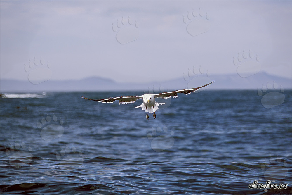 Anmutige Dominikanermöwe gleitet majestätisch über das azurblaue Meer