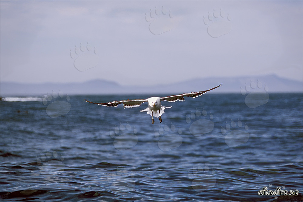 Gaviota dominicana grácil deslizándose majestuosamente sobre el mar azul