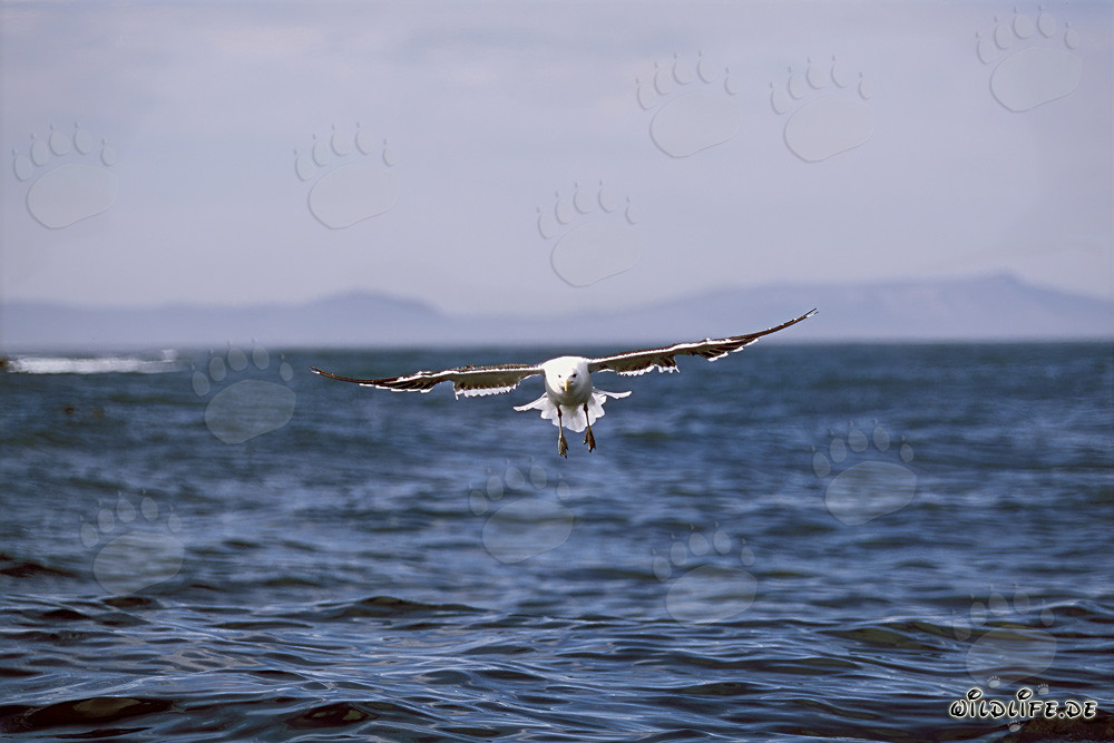 Graceful Kelp Gull glides majestically over the azure sea