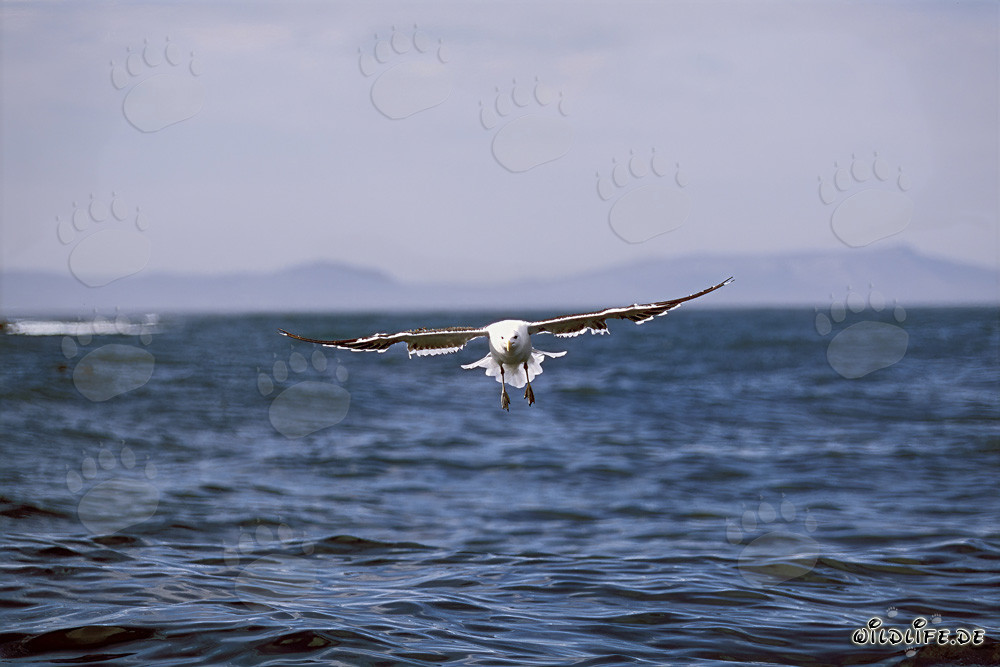 Mouette dominicaine gracieuse glissant majestueusement sur la mer azurée