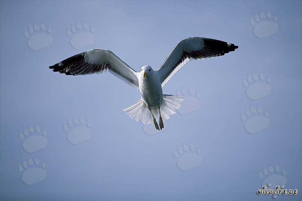 Anmutige Dominikanermöwe gleitet elegant über dem azurblauen Ozean