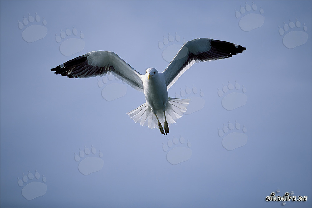 Gaviota dominicana grácil deslizándose elegantemente sobre el océano azul