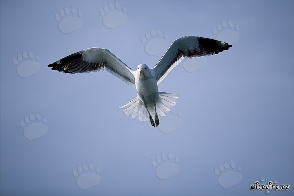 Graceful Kelp Gull gliding gracefully over the azure blue ocean