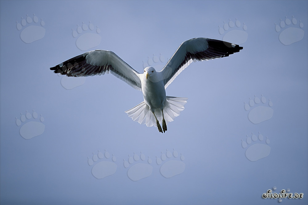 Mouette dominicaine gracieuse glissant élégamment sur l'océan azur